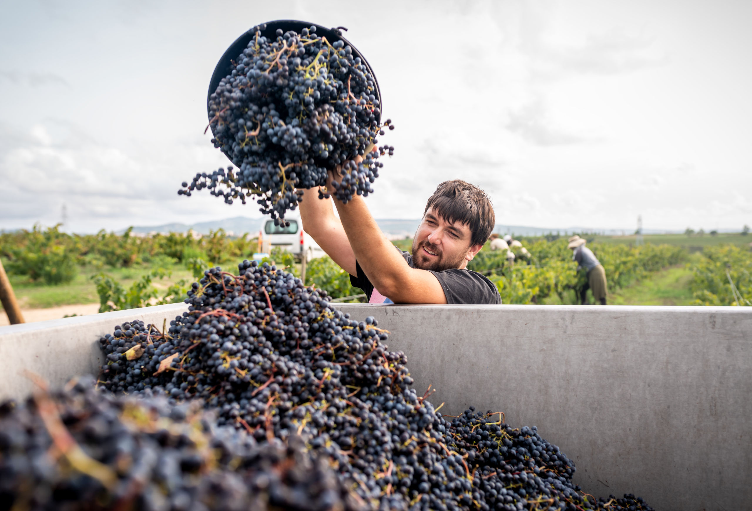 vineyard owner filling truck of harvested red grapes